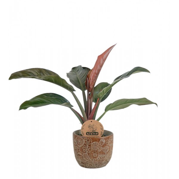 Salon Sarmaşığı - Philodendron Red Beauty Kahve Anna