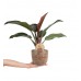 Salon Sarmaşığı - Philodendron Red Beauty Kahve Anna