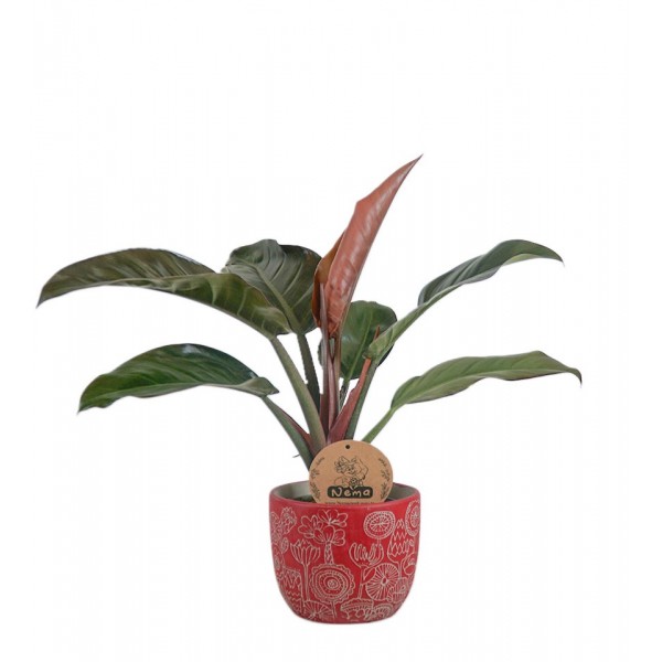 Salon Sarmaşığı - Philodendron Red Beauty Kırmızı Anna