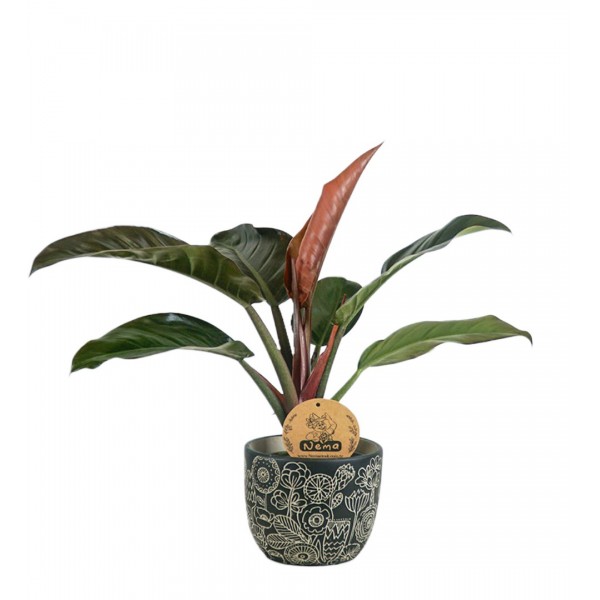 Salon Sarmaşığı - Philodendron Red Beauty Siyah Anna