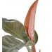 Salon Sarmaşığı - Philodendron Red Beauty Yeşil Anna