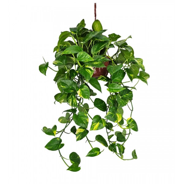 Salon Sarmaşığı - Philodendron Scandens Brasil