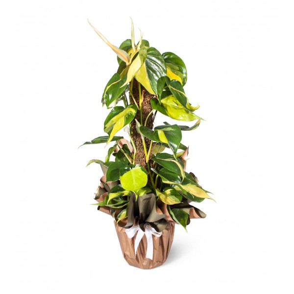 Salon Sarmaşığı - Philodendron Scandens Brasil Alacalı Kalp Yapraklı