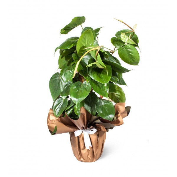 Salon Sarmaşığı  - Philodendron Scandens Mosstok Kalp Yapraklı 