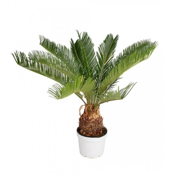 Sikas Japon Sago Palmiyesi - Cycas Revoluta 