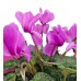 Sıklamen - Cyclamen Pembe