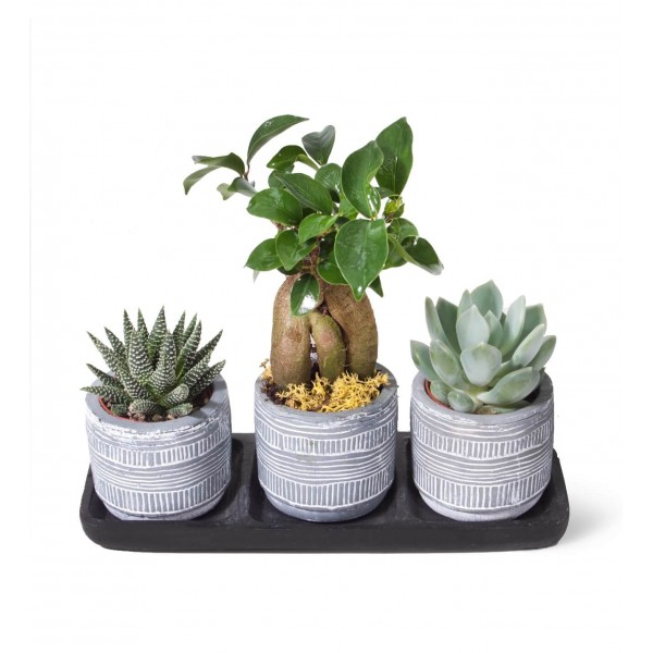 Sukulent - Bonsai Trio Siyah