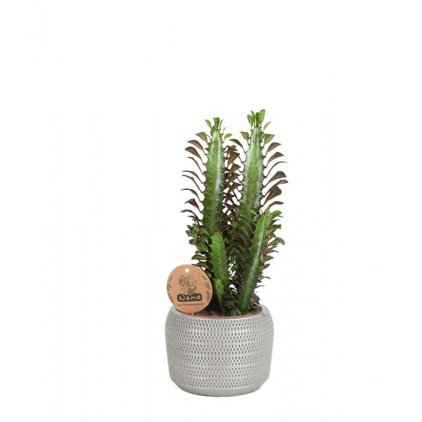 Süt Ağacı - Euphorbia Trigona Gri Lucy