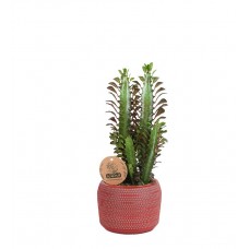 Süt Ağacı - Euphorbia Trigona Kırmızı Lucy