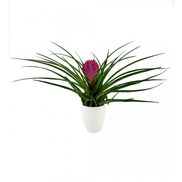 Tillandsia Cyanea - Hava Bitkisi Sweet Lily 