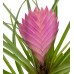 Tillandsia Cyanea - Hava Bitkisi Sweet Lily 