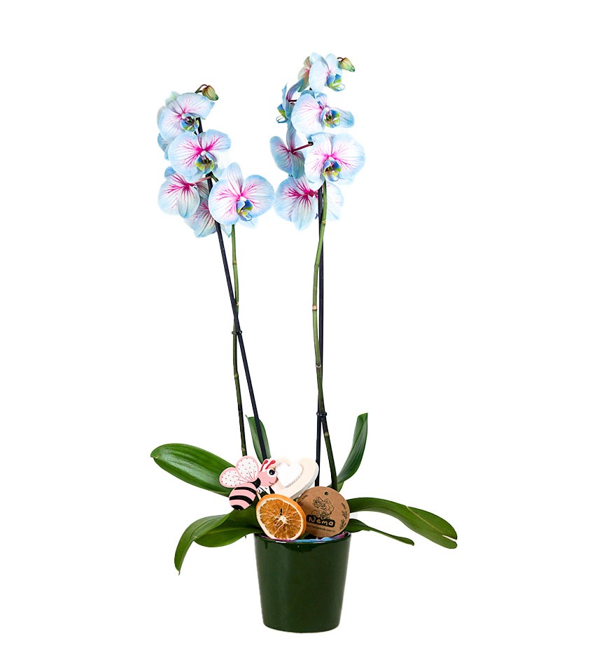 Wonder Orkide - Yeşil Nora