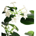 Yasemin Çiçeği - Stephonatis Beyaz Nora 