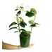 Yasemin Çiçeği - Stephonatis Yeşil Nora 