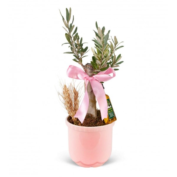 Zeytin Ağacı - Mini Zeytin Pembe Lily