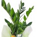 Zeze Çiçeği - Zamia Zamiifolia 