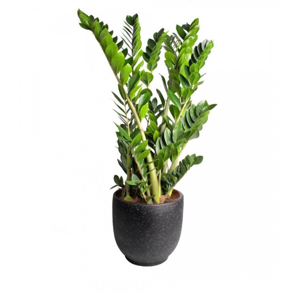 Zeze Çiçeği - Zamia Zamiifolia Siyah Ala Terracotta